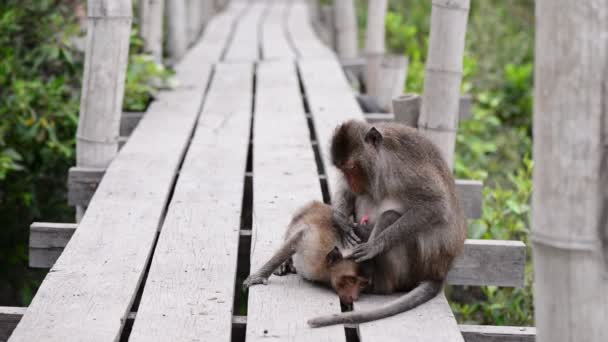 Małpa sprawdzanie pasożyta do jego kolega. - Materiał filmowy, wideo