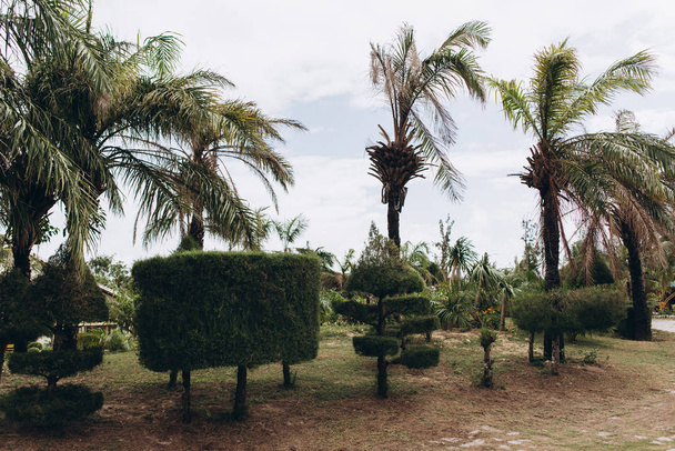 Nézd a zöld kert pálmafákkal, dekoratív nyesett bokrok és felhős ég háttere - Fotó, kép