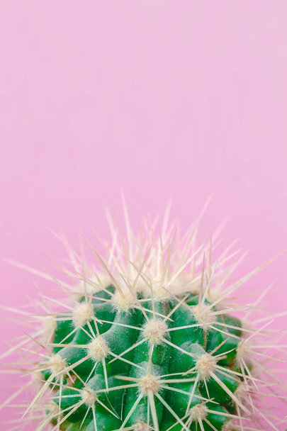 Cactus close up on the pink background - Photo, Image