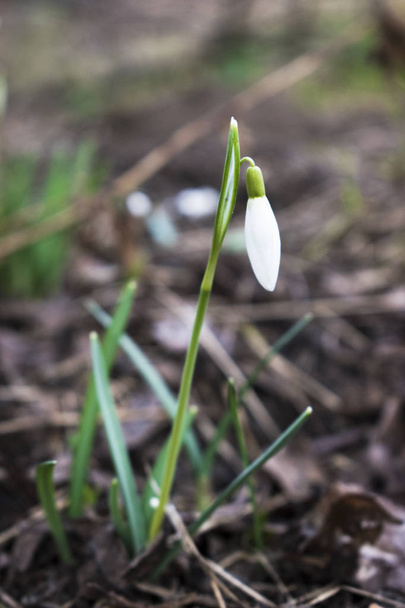 Τα πρώτα λουλούδια της άνοιξης λευκό snowdrops - Φωτογραφία, εικόνα