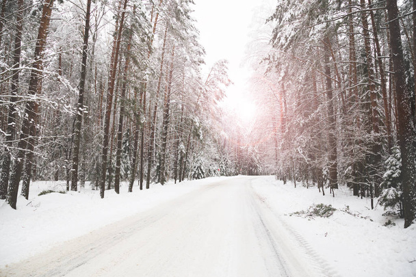 Road in the winter forest - Фото, зображення