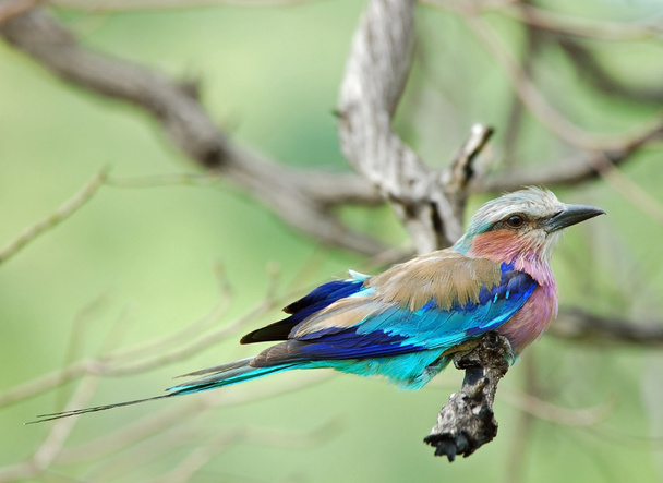 Birds of Africa - Photo, Image