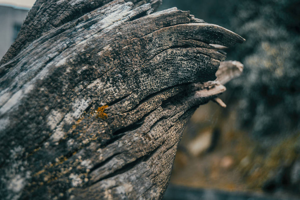 tronc tordu de vieux bois tombé
 - Photo, image