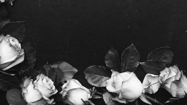 belles roses sur fond noir, noir et blanc
 - Photo, image