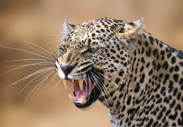 Vicsorgó leopárd-ban Timbavati Game Reserve, Dél-afrikai Köztársaság. - Fotó, kép