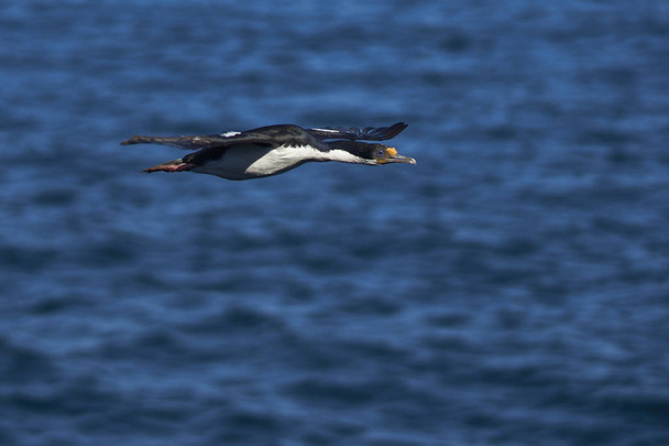 Imperial Shag (Phalacrocorax atriceps albiventer) volando sobre el mar en la costa de la isla Bleaker en las Islas Malvinas
 - Foto, Imagen