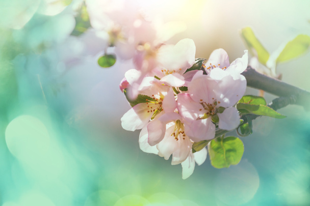Λουλούδια της κερασιάς ανθίζουν στον ανοιξιάτικο κήπο - Φωτογραφία, εικόνα