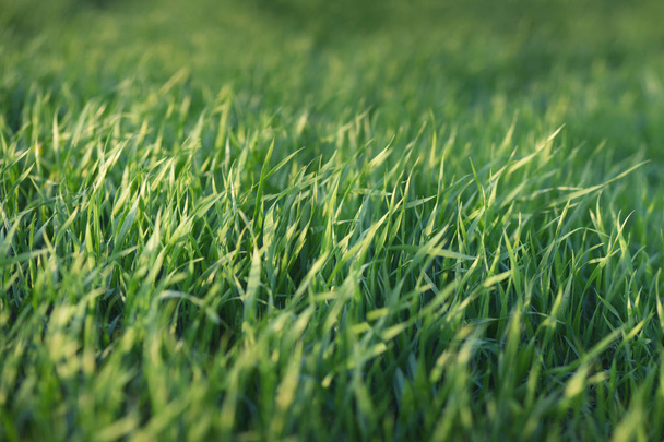 Трава як панорамний фон. Сільськогосподарський пейзаж в літній час
 - Фото, зображення