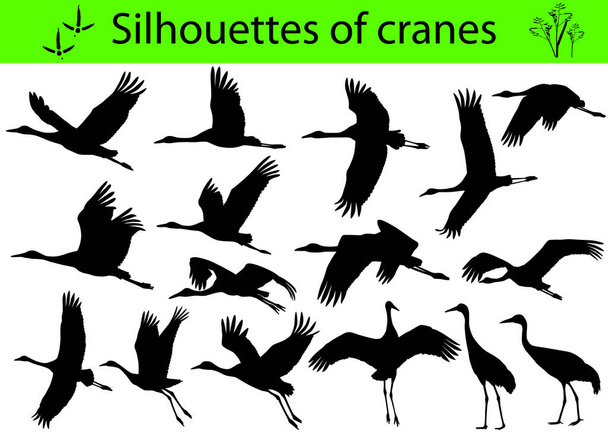 Collection of silhouettes of cranes - Vector, Image