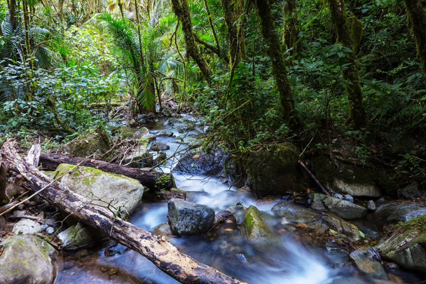 У вологих тропічних лісах протікає чудова річкова вода. Коста - Рика (Центральна Америка) - Фото, зображення