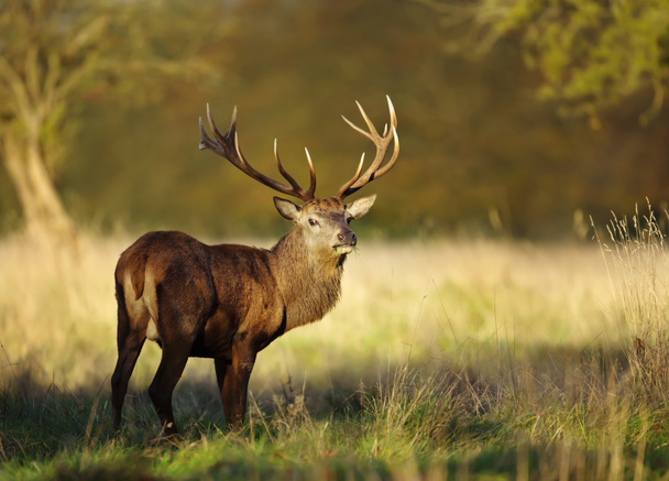 Close up of red deer stag eating grass - Photo, Image