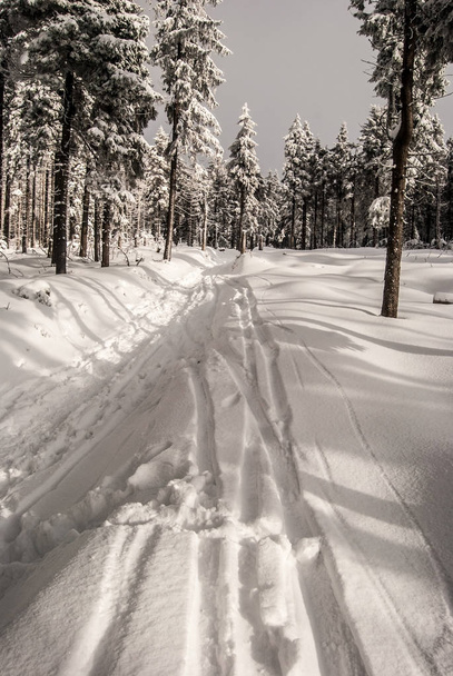 winter wandelpad met sneeuw en bevroren bomen rond - Foto, afbeelding