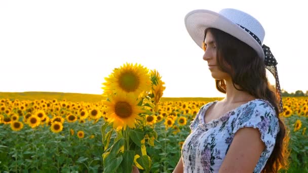 Krásná šťastná dívka žena vonící slunečnice na slunečnicová pole při západu slunce - Záběry, video