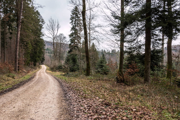Woodland ścieżki w środku lasu - Zdjęcie, obraz