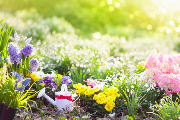 Jardin de printemps avec des fleurs. Outils de jardinage
. - Photo, image