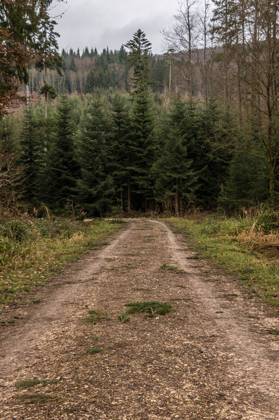 Woodland шлях в середині лісу - Фото, зображення