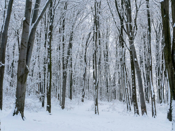 winter forest trees - Photo, image