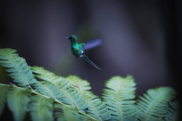 Aislado sobre fondo verde oscuro, pequeño colibrí con cola larga, Discosura conversii, cola de espino verde, flotando en el aire sobre hojas salobres
.  - Foto, imagen