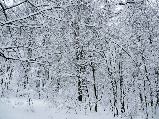 winter forest trees - Φωτογραφία, εικόνα