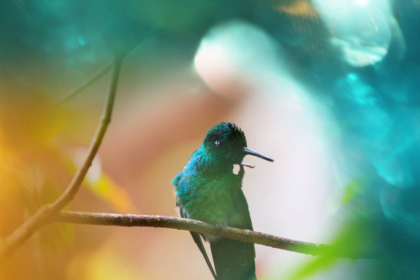 Hummingbird colorato in Costa Rica, America Centrale - Foto, immagini