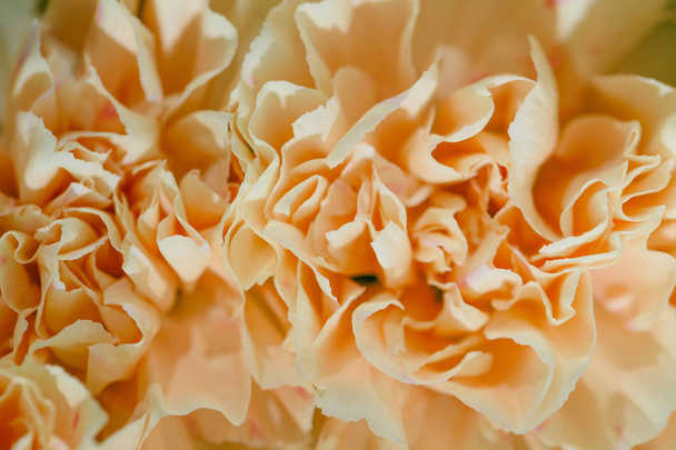 beige flower carnation. floral background of carnations in pastel colors. Close up, macro - Photo, Image