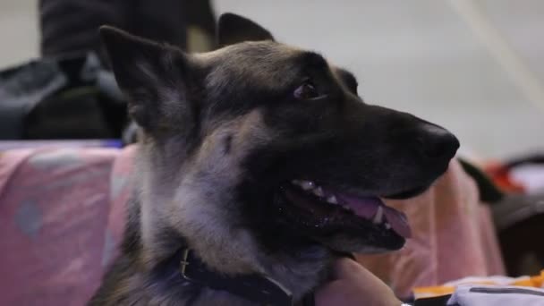 German Shepherd dog sitting near owner and looking around at veterinary clinic - Footage, Video