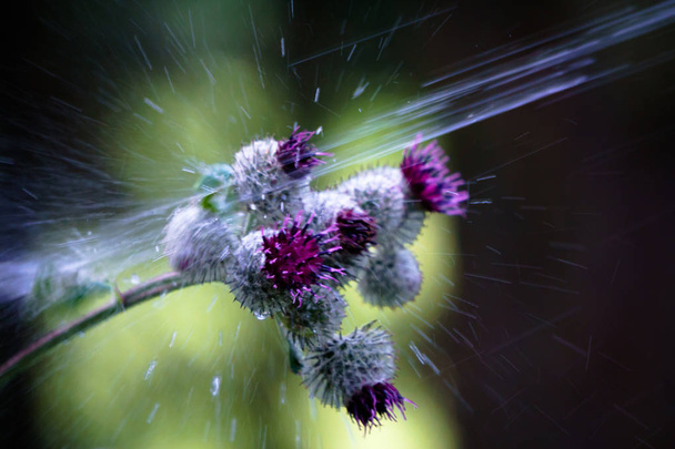 Thistle blossoms being sprayed with water - Photo, Image