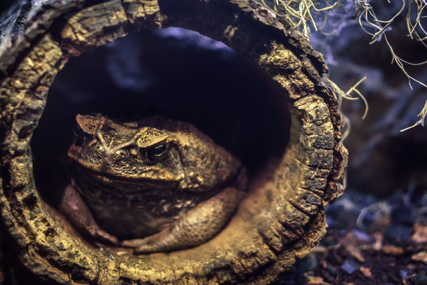 Sarı gözleri üzerine vurgu ile içi boş bir dalında gizleme kurbağa Close-Up - Fotoğraf, Görsel