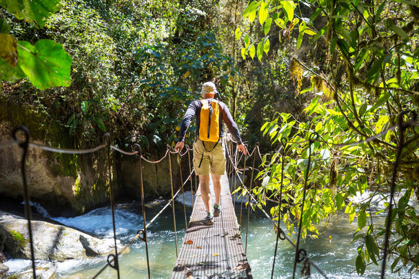 緑豊かな熱帯ジャングル、コスタリカ、中央アメリカでのハイキング - 写真・画像