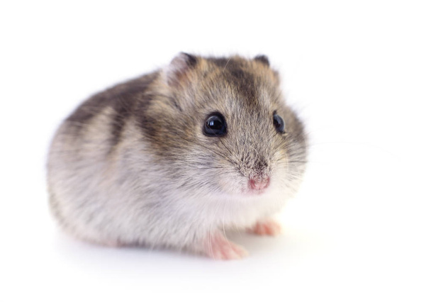 Small domestic hamster. - Foto, Imagem