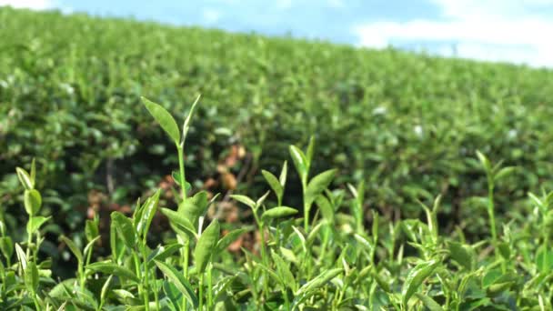 Pěstování čajové plantáže zblízka na hoře v Chiang Rai, Thajsko. - Záběry, video