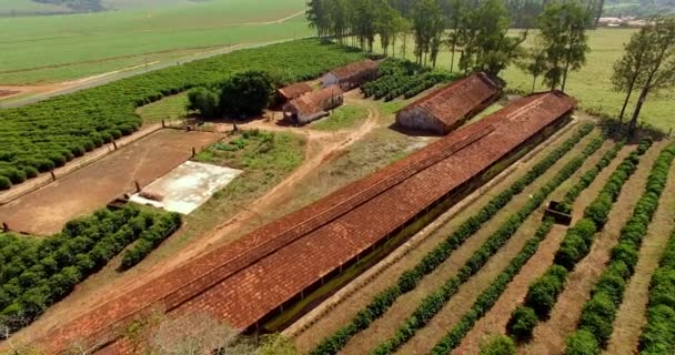 Boerderijtje kippen en koffie in het binnenland van Brazilië  - Video