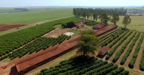 kleine Bauernhühner und Kaffee im Landesinneren von Brasilien  - Filmmaterial, Video