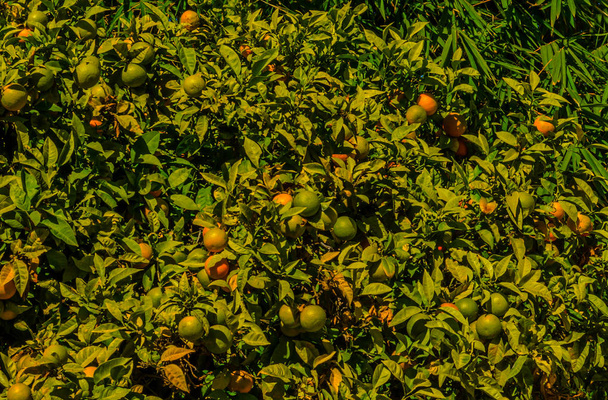 narancssárga fák a gyümölcs és a zöld levelek, narancs, természetesen folyamato - Fotó, kép