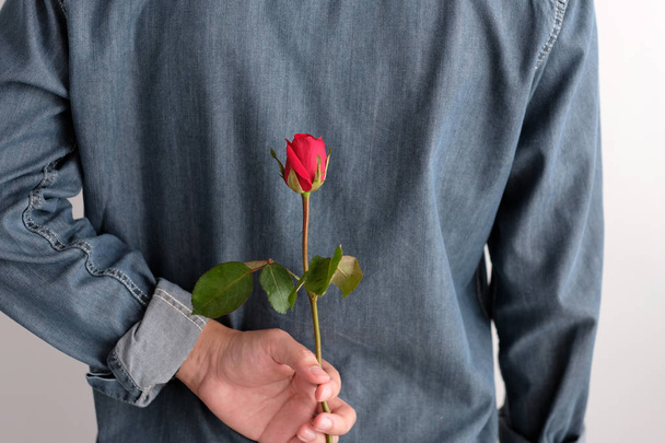 Koncepcja Valentine, mężczyzna, trzymając czerwony Róża ukrywanie na powrót na białym  - Zdjęcie, obraz