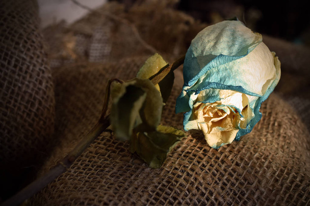 Un'immagine ravvicinata di una rosa blu morta su uno sfondo di tessuto di Assia
.  - Foto, immagini