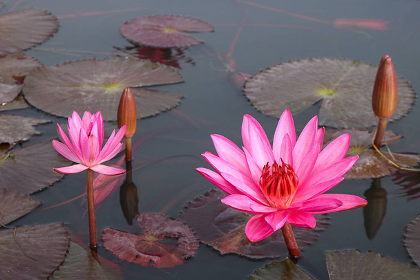 Red lotus blooming in lake. - Фото, изображение
