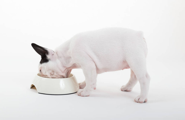 French puppy bulldog eating, isolated - Foto, Imagen