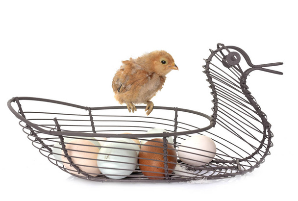 Цыпленок и яйца
 - Фото, изображение