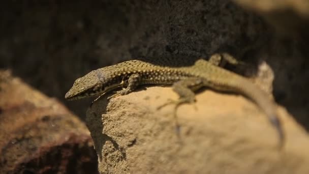 Small lizard is sunbathing on the stone, wild life close up, zoo exhibition - Кадры, видео