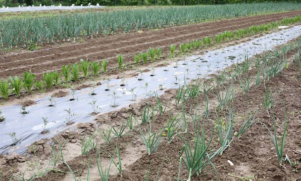 cultivation of many onions plants on the farm using natural fert - Photo, Image