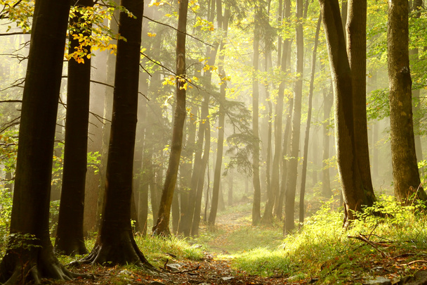 Podzimní les na vrcholu hory - Fotografie, Obrázek