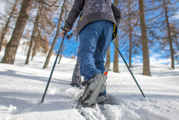 Περπατήστε με χιονοπέδιλα μέσα από τα δέντρα λάρυκος (αγριοπεύκης) - Φωτογραφία, εικόνα