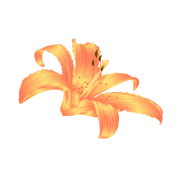 Lilie žlutá lilie květ Lilium candidum upravitelné na bílém pozadí vektorové ilustrace upravitelné ruční kreslení - Vektor, obrázek