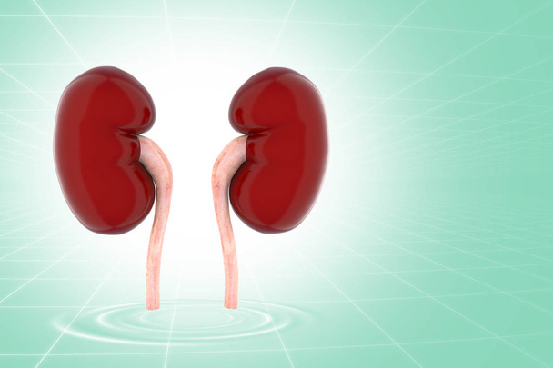 Ilustración del riñón humano 3d
 - Foto, Imagen
