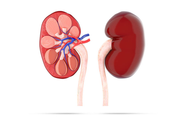 人間の腎臓の 3 d 図 - 写真・画像