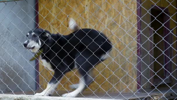Hond in kooi bij dierenasiel - Video