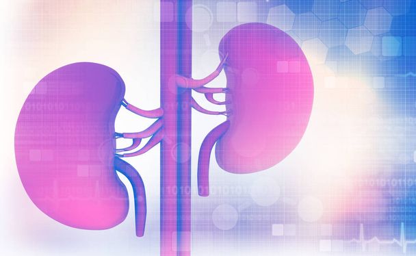 3d render of Human kidney on abstract background 	 - Zdjęcie, obraz