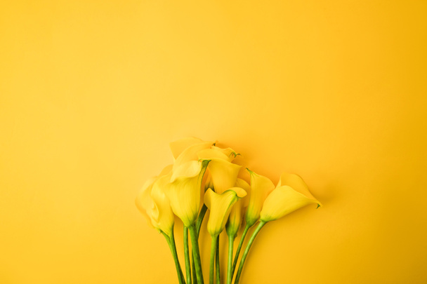 close-up view of beautiful yellow calla lily flowers isolated on yellow - Photo, Image
