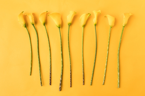 top view of beautiful yellow calla lily flowers isolated on yellow - Fotó, kép